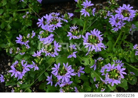 Blue fan flower, blue touch, fanflower family Blue fan flower, blue touch, fanflower family 80502236