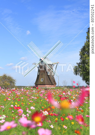 Akebonoyama Park Windmill and cosmos in full bloom Akebonoyama Park Windmill and cosmos in full bloom 80502241
