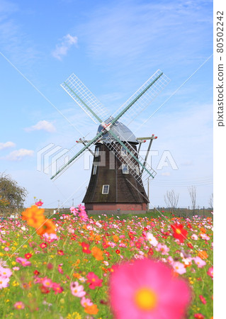 Akebonoyama Park Windmill and cosmos in full bloom Akebonoyama Park Windmill and cosmos in full bloom 80502242