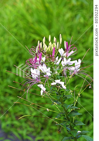  Cleome 80502294