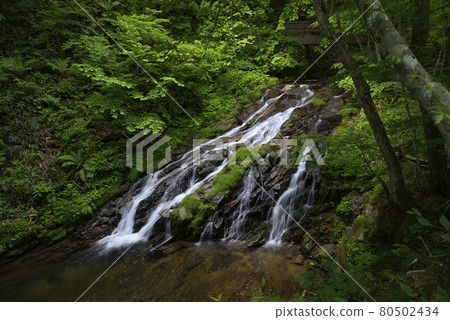 大倉瀑布自然步道(岐阜縣高山市清見町) 大倉瀑布自然步道(岐阜縣高山市清見町) 80502434