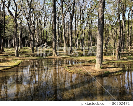 Fantastic waterside forest, a mysterious natural and artificial garden 80502471