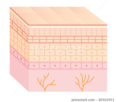 Skin cross section (illustration) illustration - Stock Illustration ...