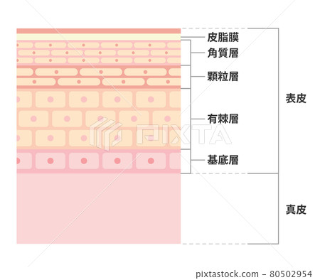 皮膚橫截面(插圖)圖 皮膚橫截面(插圖)圖 80502954