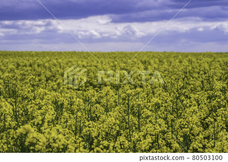 Yellow Rapeseed Field Against Blue Sky Background 80503100