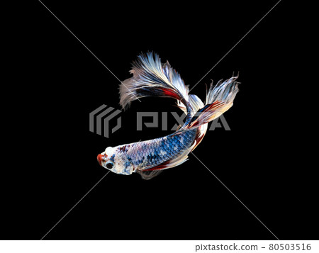 Half moon blue and red betta isolated on black background with clipping path 80503516