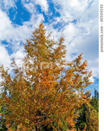 Beautiful fall color of Taxodium distichum. in Wuling Farm 80504593