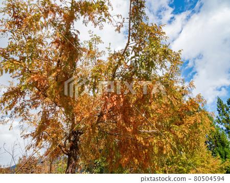 Beautiful fall color of Taxodium distichum. in Wuling Farm 80504594