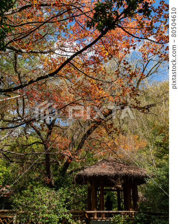 Autumn landscape in Wuling Farm Autumn landscape in Wuling Farm 80504610
