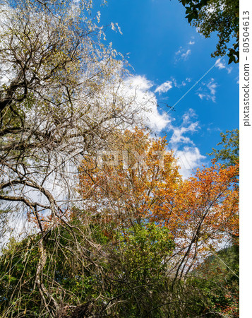 Autumn landscape in Wuling Farm 80504613