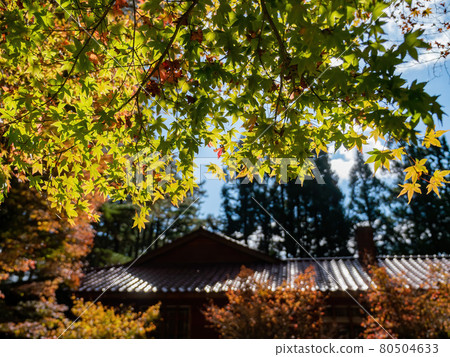 Close up shot of Maple leaves with a Japanese style house in Wuling Farm Close up shot of Maple leaves with a Japanese style house in Wuling Farm 80504633