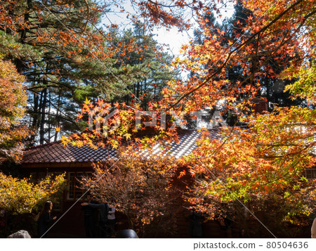 Close up shot of Maple leaves with a Japanese style house in Wuling Farm Close up shot of Maple leaves with a Japanese style house in Wuling Farm 80504636