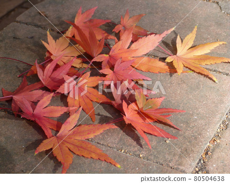 Close up shot of Maple leaves in Wuling Farm 80504638