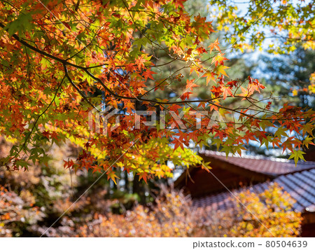 Close up shot of Maple leaves with a Japanese style house in Wuling Farm 80504639