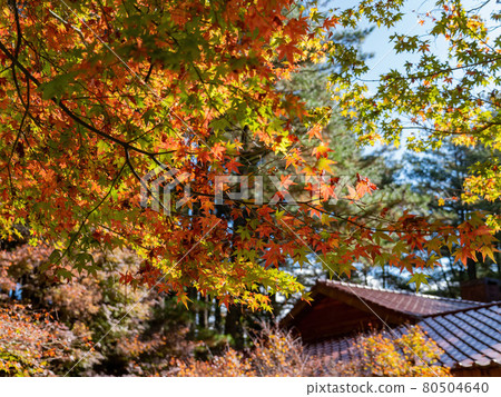Close up shot of Maple leaves with a Japanese style house in Wuling Farm Close up shot of Maple leaves with a Japanese style house in Wuling Farm 80504640