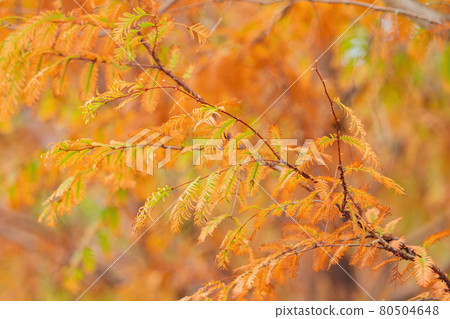 Beautiful fall color of Taxodium distichum. in Wuling Farm Beautiful fall color of Taxodium distichum. in Wuling Farm 80504648