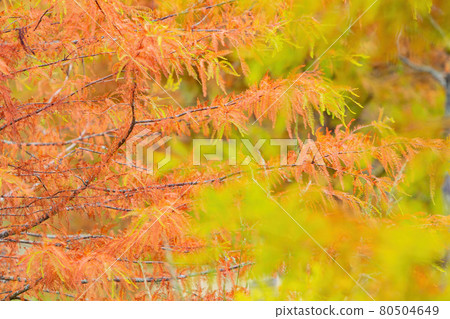 Beautiful fall color of Taxodium distichum. in Wuling Farm Beautiful fall color of Taxodium distichum. in Wuling Farm 80504649