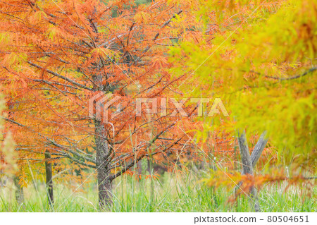 Beautiful fall color of Taxodium distichum. in Wuling Farm Beautiful fall color of Taxodium distichum. in Wuling Farm 80504651