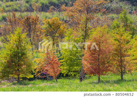 Beautiful fall color of Taxodium distichum. in Wuling Farm Beautiful fall color of Taxodium distichum. in Wuling Farm 80504652