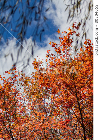 Close up shot of Maple leaves in Wuling Farm 80504655