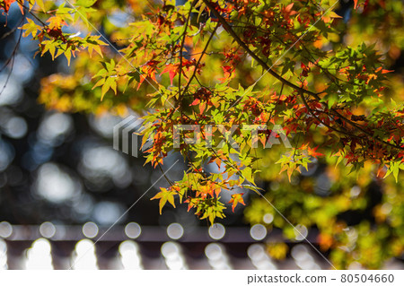 Close up shot of Maple leaves in Wuling Farm Close up shot of Maple leaves in Wuling Farm 80504660