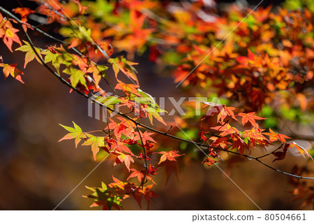Close up shot of Maple leaves in Wuling Farm Close up shot of Maple leaves in Wuling Farm 80504661
