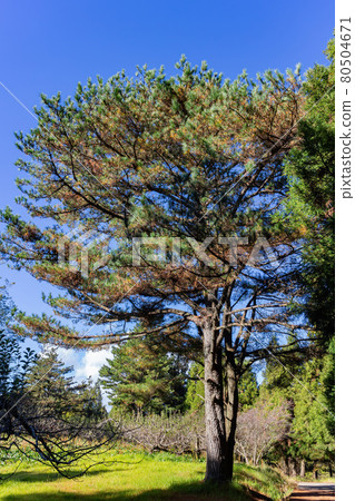 Close up shot of Maple leaves in Wuling Farm Close up shot of Maple leaves in Wuling Farm 80504671