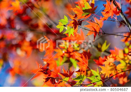 Close up shot of Maple leaves in Wuling Farm Close up shot of Maple leaves in Wuling Farm 80504687