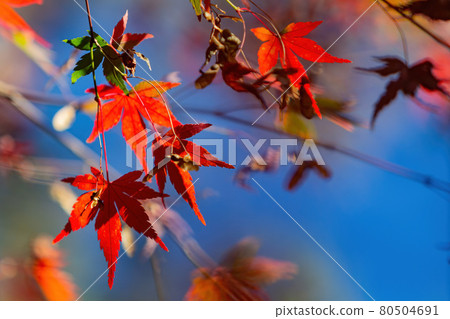 Close up shot of Maple leaves in Wuling Farm Close up shot of Maple leaves in Wuling Farm 80504691
