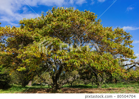 Autumn landscape in Wuling Farm Autumn landscape in Wuling Farm 80504704