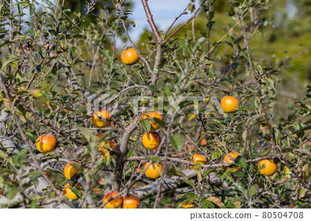 Mature apple hanging in Wuling Farm Mature apple hanging in Wuling Farm 80504708