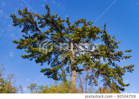 Autumn landscape in Wuling Farm Autumn landscape in Wuling Farm 80504709