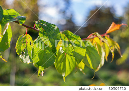 Autumn landscape in Wuling Farm Autumn landscape in Wuling Farm 80504710