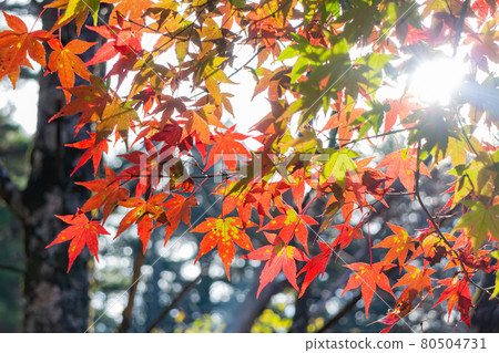 Close up shot of Maple leaves in Wuling Farm 80504731