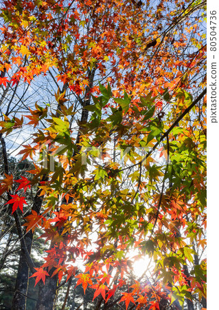 Close up shot of Maple leaves in Wuling Farm 80504736