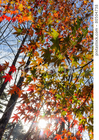 Close up shot of Maple leaves in Wuling Farm 80504738