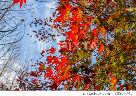 Close up shot of Maple leaves in Wuling Farm 80504743