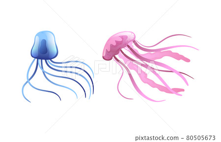 umbrella jellyfish animal