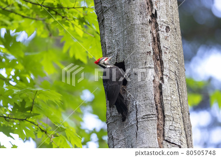 pileated woodpecker bird pileated woodpecker bird 80505748