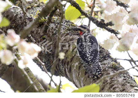 Red naped Sapsucker Red naped Sapsucker 80505749