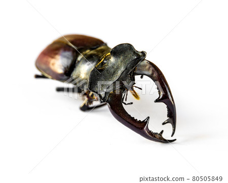 European stag beetle on white background European stag beetle on white background 80505849