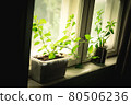 Two plants with green leaves growing from organic soil in different reused boho hipster flowerpots in a cozy rural rustic windowsill with spring sunlight shining through the vintage window a peaceful 80506236