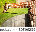 A big graceful african exotic giraffe with long tall elegant neck and spotted pattern stretching its cute face and tongue into sunlight and wild green grass eating outdoor in a zoo safari animal park 80506239