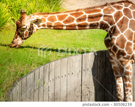 A big graceful african exotic giraffe with long tall elegant neck and spotted pattern stretching its cute face and tongue into sunlight and wild green grass eating outdoor in a zoo safari animal park A big graceful african exotic giraffe with long tall elegant neck and spotted pattern stretching its cute face and tongue into sunlight and wild green grass eating outdoor in a zoo safari animal park 80506239