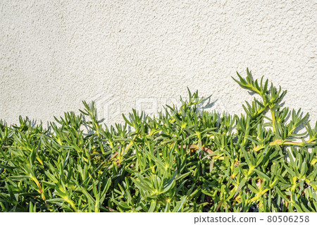 Succulent flower leaves close up on a white background. Botanical modern outdoor plants.  80506258