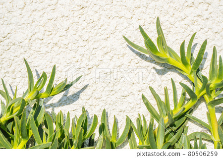 Succulent flower leaves close up on a white background. Botanical modern outdoor plants.  80506259