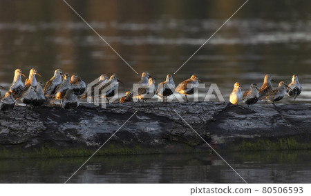 dunlin shorebird in breeding plumage 80506593