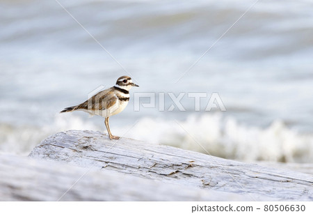killdeer shorebird bird killdeer shorebird bird 80506630