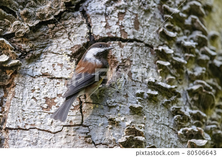 Chestnut backed Chickadee 80506643
