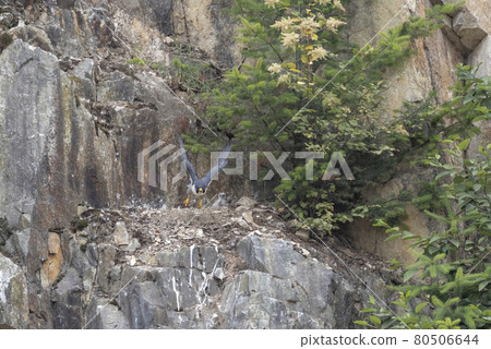 juvenile peregrine falcon juvenile peregrine falcon 80506644
